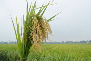 разблокировка разнообразия риса риса для обеспечения продовольственной безопасности