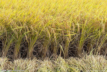 китайские ученые находят ген, который увеличивает урожайность риса в засоленной почве